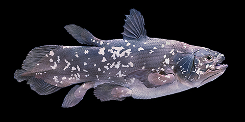 A coelacanth.