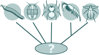 relationships between arthropod groups are not fully understood